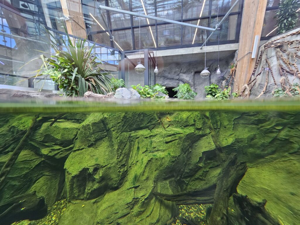 Artificial rock formation in a caiman aquaterrarium (AT19)